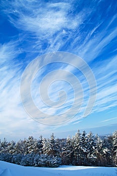 Foresta un ventoso il cielo 