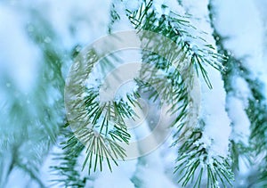 In the winter forest. Winter background