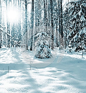 Winter Forest. Winter landscape.