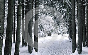 Winter forest. Winter landscape with snow covered trees