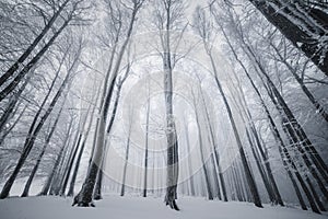 Winter Forest,Winter nature