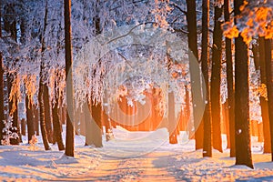 Winter forest. Winter nature background. Beautiful pine forest with frost covered trees lit by yellow sunlight in christmas