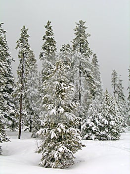 Winter Forrest