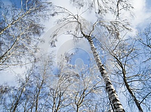 Winter fragmentary landscape.