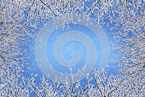 Winter frame from bare branches covered with ice crystals against a blue background with a snowy bokeh, copy space, greeting card