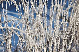 Winter. Freezing grass. Hoarfrost close-up. Ice. Cold.