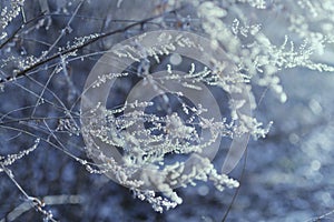 Winter Frost