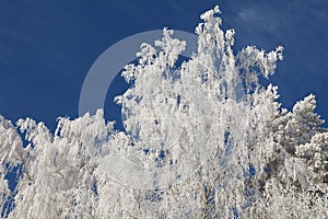 Winter frost on birch tree branches