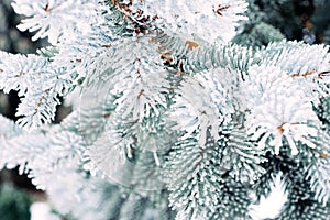Winter frost Christmas evergreen tree background. Ice covered blue spruce branch close up. Frosen branch of fir tree covered with