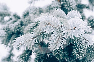 Winter frost Christmas evergreen tree background. Ice covered blue spruce branch close up. Frosen branch of fir tree covered with