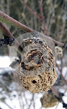 Winter, frost covered shriveled fruit