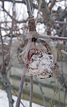 Winter,  frost dusted shriveled apple  on a blanket of snow