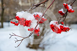 frost. first snow on bunches of red ash