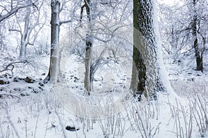 Winter in frost forest with tree and snow