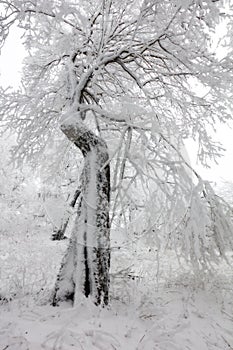 Winter in frost forest with tree and snow