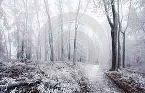 Winter in frost forest with tree and snow