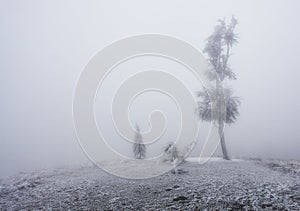 Winter in frost forest with tree and snow