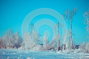 Winter Frost Forest. Wild Nature. Cold Blue Snow. winter snow covered trees