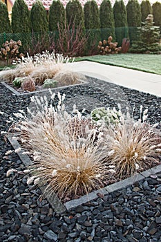 Winter frost on front yard decorative grass