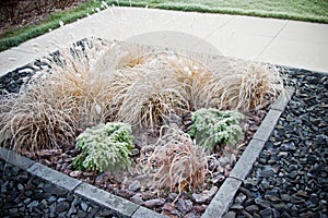 Winter frost on front yard decorative grass