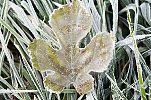 Winter frost on leaf