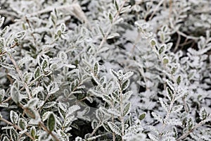 Winter frost. Lonicera bush branches covered with white hoarfrost. Morning frost, green frozen plant leaves. Onset of