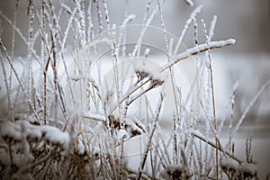 Winter, frost, nature landscape on the grass covered with frost russia
