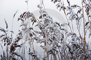 Winter, frost, nature landscape on the grass covered with frost russia