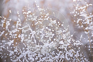 Winter, frost, nature landscape on the grass covered with frost russia