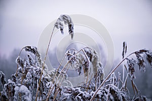 Winter, frost, nature landscape on the grass covered with frost russia