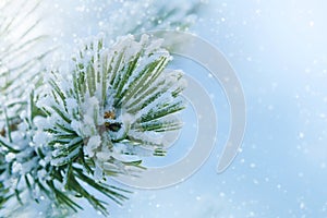 Winter frost on spruce Christmas tree close-up