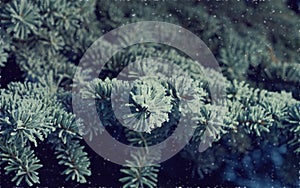 Winter frost on spruce tree