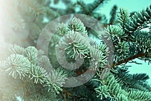 Winter frost on spruce tree