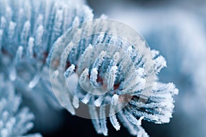 Winter frost on spruce tree close-up