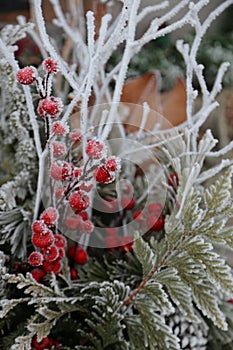 Winter frosted berries and greenery