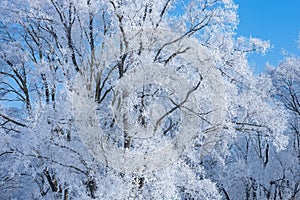 Winter, Frosted Forest of Bare Trees