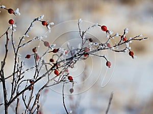 Winter frosted form wild rose hips