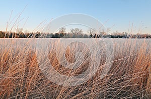 Winter Frosted Prairie