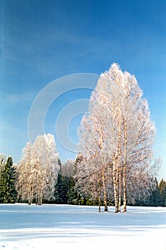 Winter frosting trees