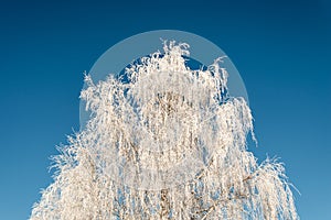 Winter frosty birch tree over blue sky.  Christmas card or seasonal winter nature of bare snowy frosty tree