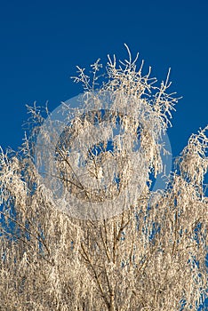 Winter frosty birch tree over blue sky.  Christmas card or seasonal winter nature of bare snowy frosty tree