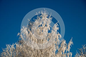 Winter frosty birch tree over blue sky.  Christmas card or seasonal winter nature of bare snowy frosty tree