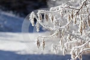 Winter Frosty Branch Snow Background