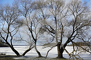 Winter frosty day in January. Tall willows on the shore of the lake under the ice.
