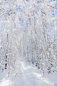 Winter frosty landscape in a birch forest