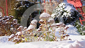 Winter, frosty, snowy, sunny day. close-up, eternally green flowers, bushes, on a flowerbed in the garden hid under a