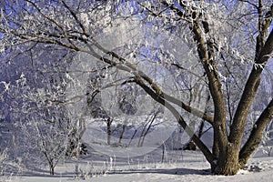 Winter Frosty Trees