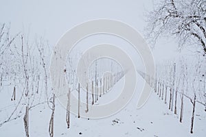 Winter frosty vineyard landscape