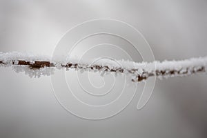 Winter frosty weather, a branch under the snow