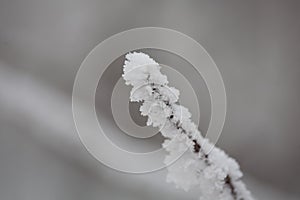 Winter frosty weather, a branch under the snow